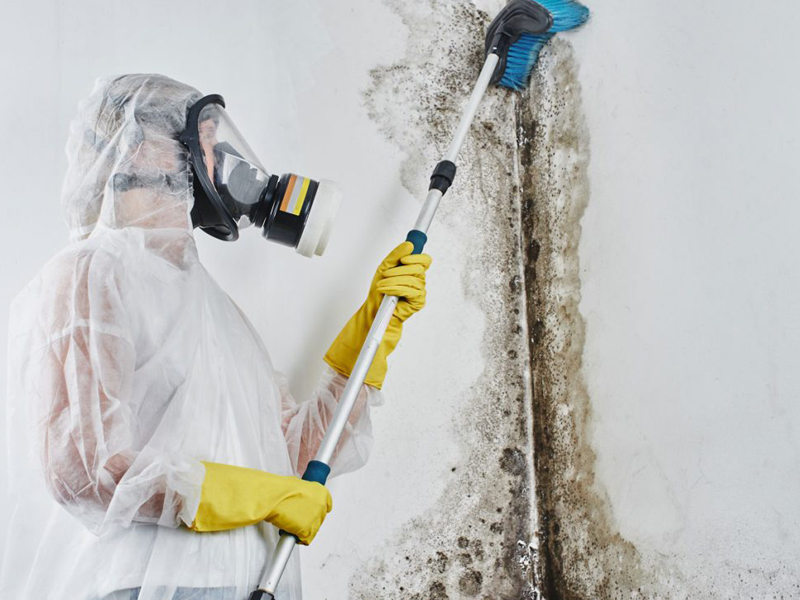 Mold Remediation Service 