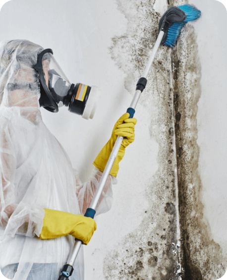 mold removal